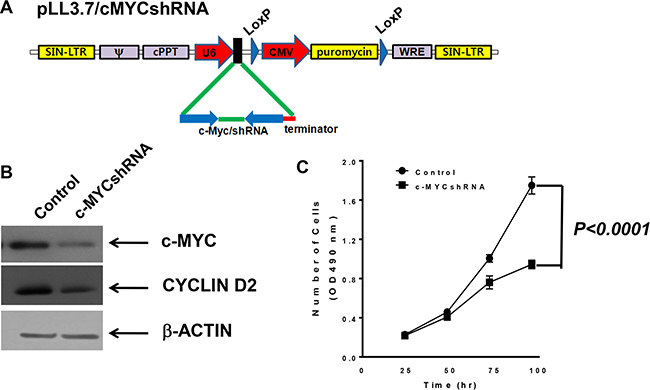 MBT2.cMYCshRNA cells expressing shRNA showed reduced numbers of c-myc transcripts.