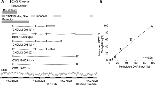 Genomic location and analytical performance verification of the quantitative CXCL12 methylation-specific real-time PCR and the bead cg26267854 from the Illumina Infinium HumanMethylation450 BeadChip.