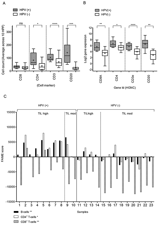 Immune cell subset analysis of HPV(+) and HPV(&minus;) tumors.