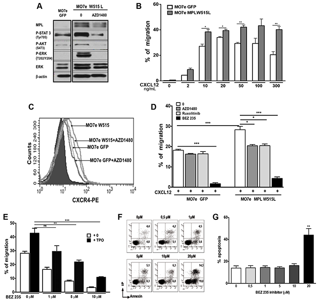 Constitutive activation of JAK2 and downstream pathways by MPLW515L enhance the chemotactic response of MO7e cells to CXCL12.