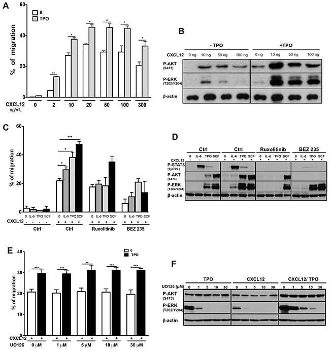 Cytokine-mediated activation of signaling pathways enhances the chemotactic response of MO7e cells to CXCL12.