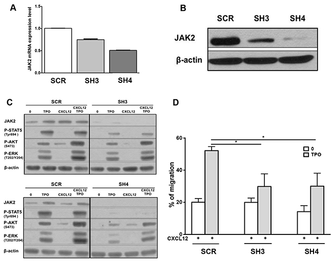 Effects of shRNAs against JAK2 WT on the chemotactic response of MO7e cells to CXCL12.