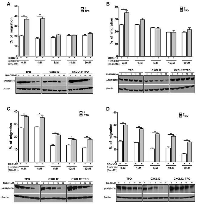 PI3K &#x03B1; and PI3K &#x03B3; inhibitors abolish the cooperative effect induced by TPO and CXCL12.