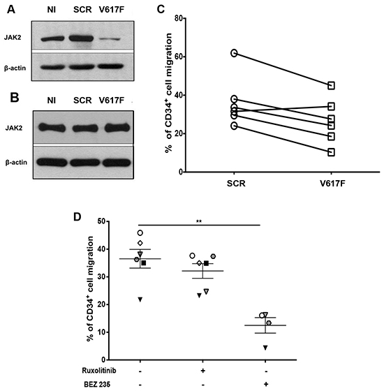 Effect of JAK2 and PI3K inhibition on chemotaxis of MF CD34&#x002B; cells in response to CXCL12.
