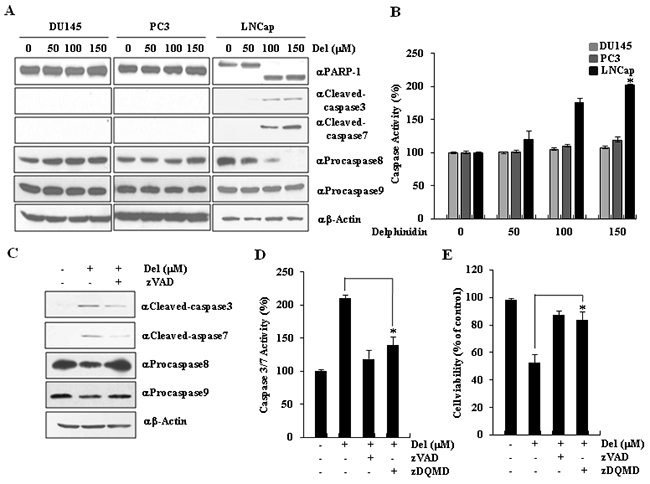 Delphinidin induces caspase-dependent apoptosis in LNCaP cells.