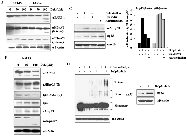 HDAC3 cleavage induces p53 acetylation and oligomerization.