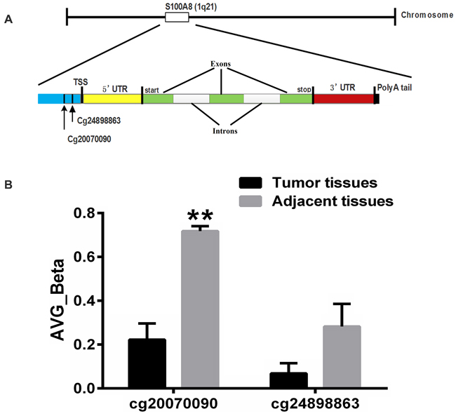 Gene structure of S100A8.