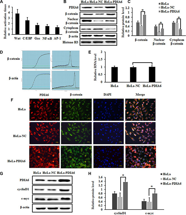 PDIA6 activates the canonical Wnt/&#x03B2;-catenin signaling in HeLa cells.