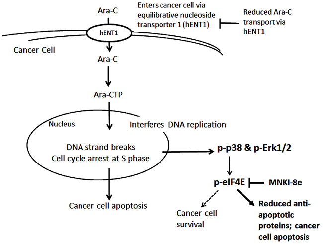 Proposed mechanisms of Ara-C and its combination with Mnk inhibitor.