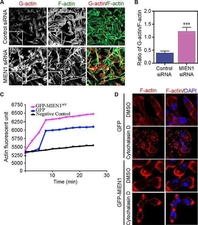 Loss of MIEN1 affects G-actin/F-actin contents and filaments reorganization.