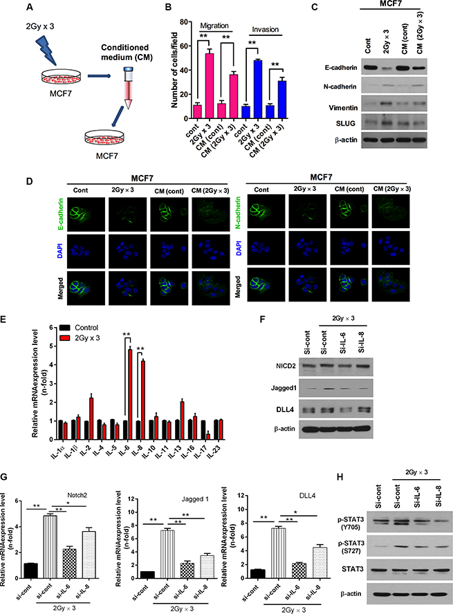 Radiation-induced IL6 secretion mediates activation of Notch signaling.
