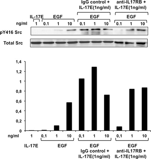 IL-17E synergizes with EGF in phosphorylating Src kinase.