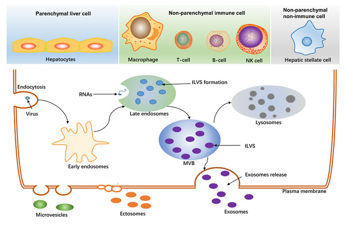 Generation of extracellular vesicles in liver.