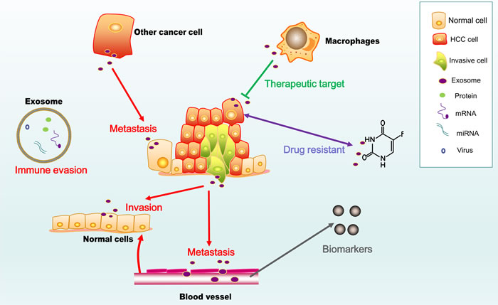 Two faces of exosomes in HCC.