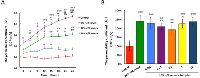 The effects of rI/R serum on the permeability of PMVECs monolayer and the modulated effects of dexmedetomidine on the permeability.