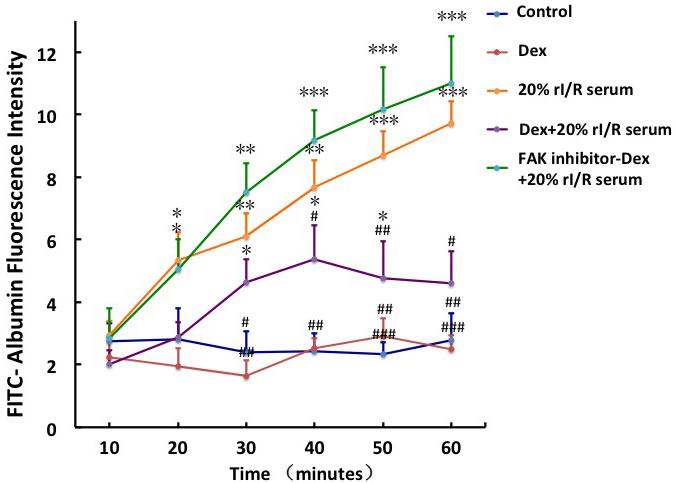 The effect of FAK on the rI/R serum induced hyper-permeability of pulmonary endothelial monolayers.