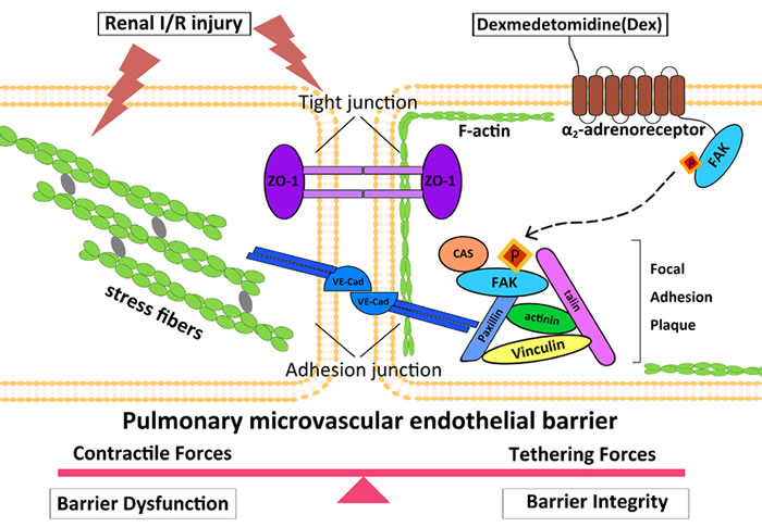 Putative mechanism of dexmedetomidine-mediated protection of pulmonary endothelial barrier involving &#x3b1;