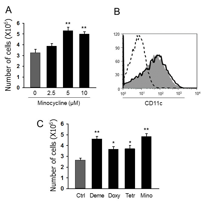 Minocycline enhances the generation of DCs from BM cells.