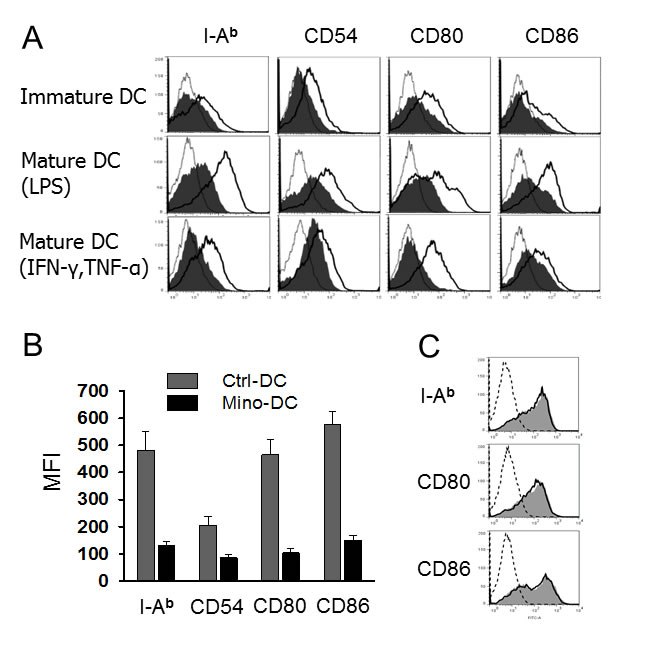 DCs generated in the presence of minocycline resist maturation.