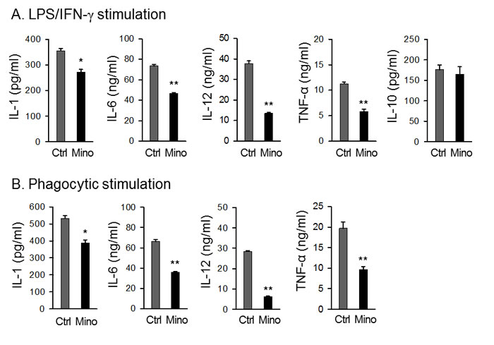 DCs generated in the presence of minocycline are deficient in cytokine secretion.