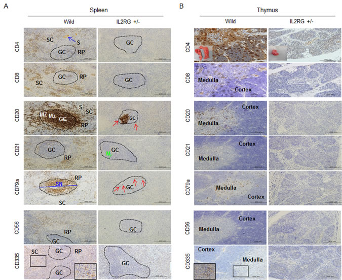 Analysis of T-, B-, and NK-specific biomarker expression patterns in spleen (A) and thymus (B).