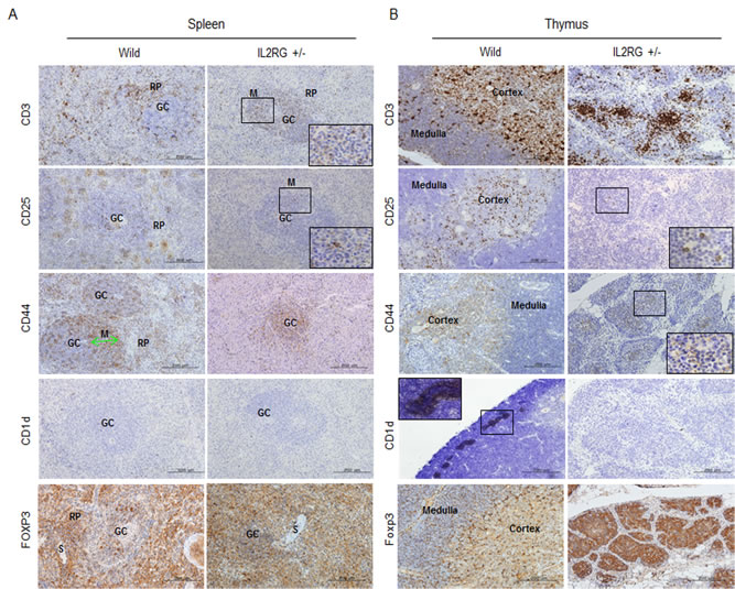Expression of T-cell subsets markers in spleen and thymus of