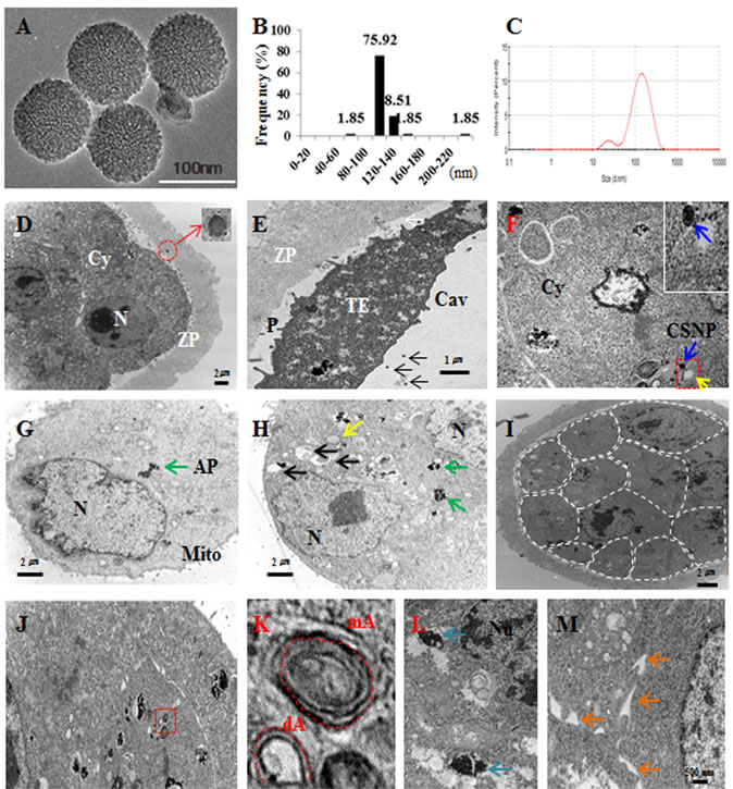 Characterization and localization of CSNPs.