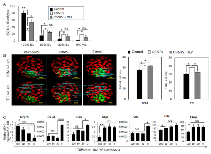 The rescue effect of rapamycin on CSNPs-induced ER stress.