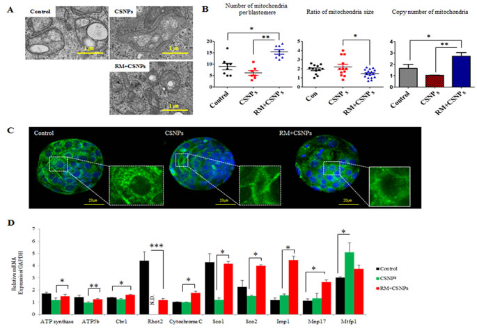 The rescue effect of rapamycin on CSNPs-induced mitochondrial damage.