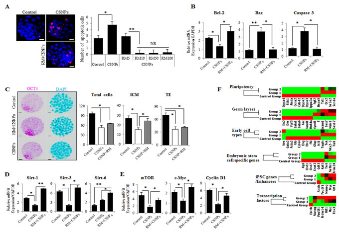The effects of rapamycin on CSNPs-induced embryonic defects.