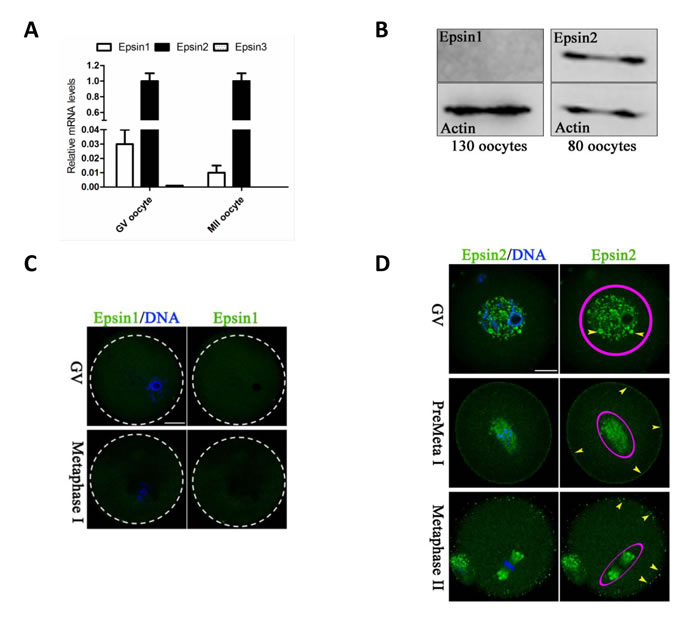 Epsins expression and cellular localization in mouse oocytes.