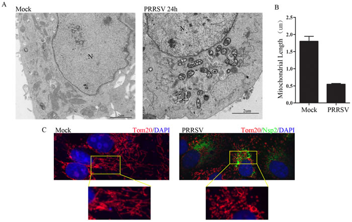 PRRSV infection induces mitochondrial fission.