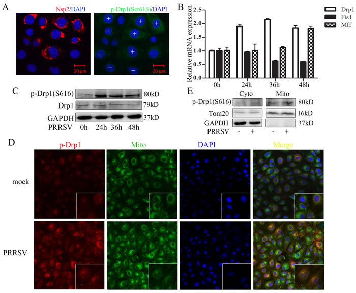 PRRSV infection enhances Drp1 phosphorylation and its mitochondrial translocation.