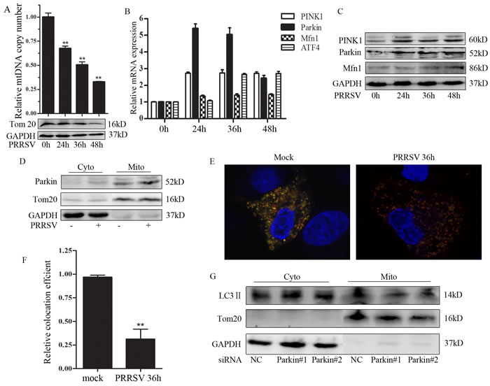 PRRSV induces mtDNA depletion and Parkin-dependent mitophagy.