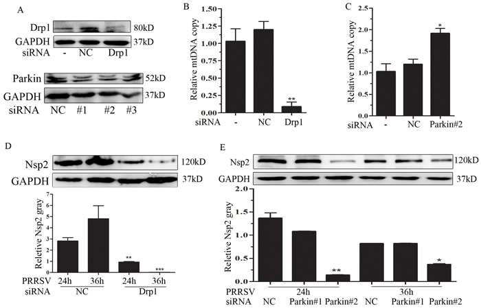 Drp1 and Parkin affects mitochondrial copy and PRRSV replication.