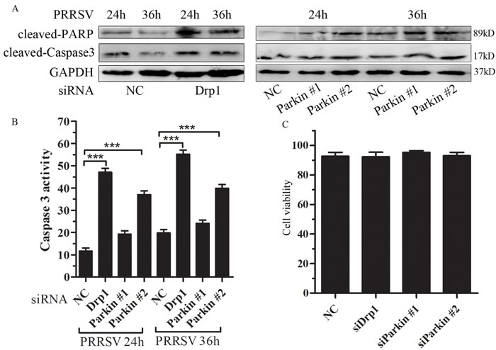 Disruption of mitochondrial fission and mitophagy lead to induction of apoptosis.