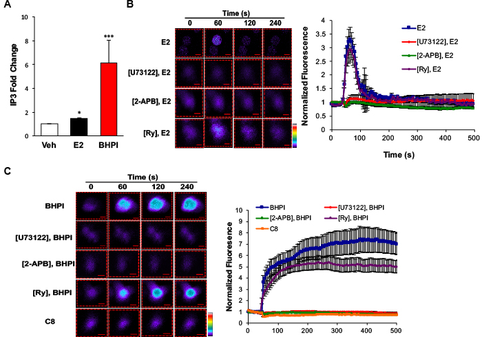 BHPI and estrogen stimulate release of calcium from the endoplasmic reticulum into the cytosol.