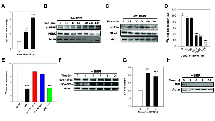 In PEO-4 ovarian cells, BHPI activates the three branches of the UPR and inhibits protein synthesis.