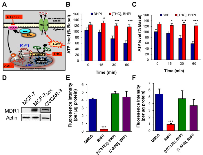 In MDR1 overexpressing cells, BHPI depletes intracellular ATP and inhibits MDR1 efflux activity.