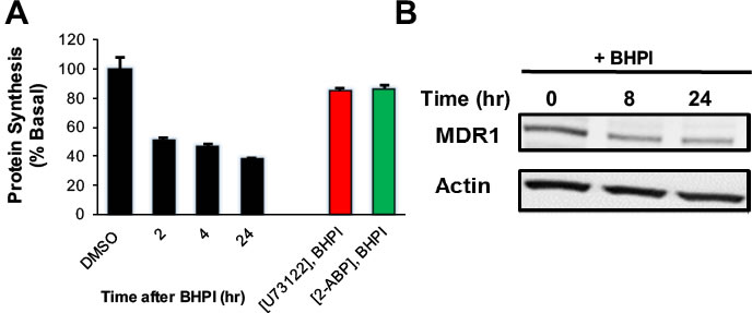 BHPI inhibits protein synthesis and reduces the level of MDR1 protein in OVCAR-3 cells.