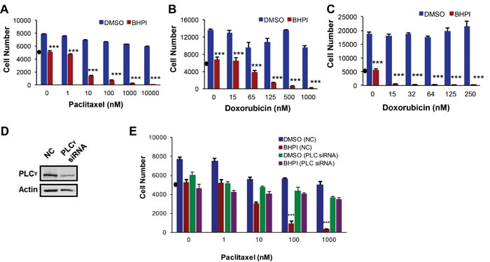 BHPI restores drug sensitivity in MDR1 overexpressing cells.