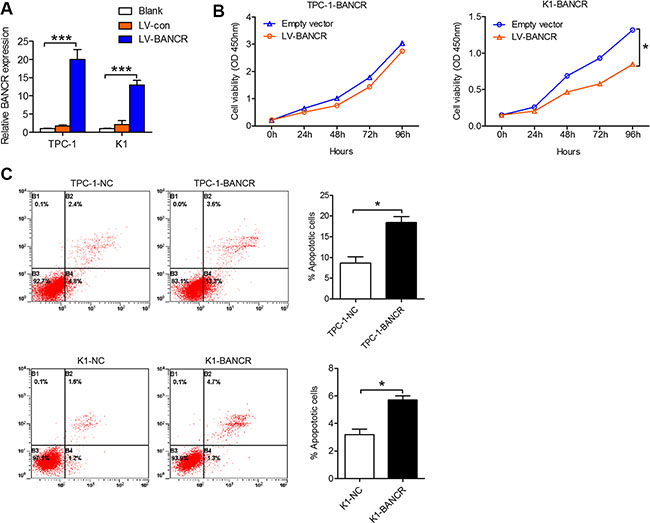 BANCR inhibits PTC cell proliferation and apoptosis in vitro.