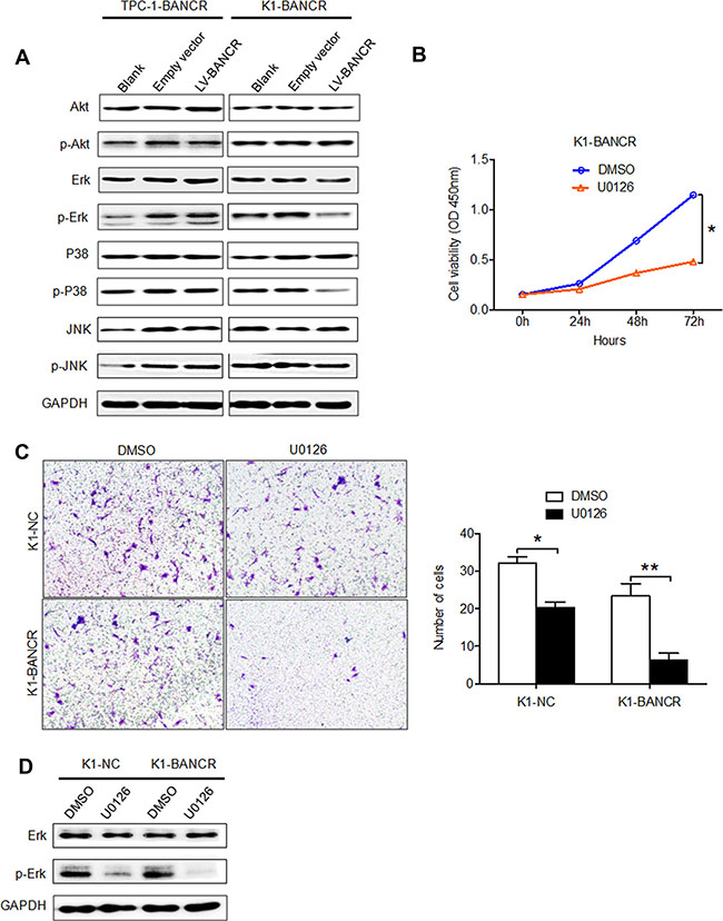 BANCR overexpression inactivates P38 and ERK, inhibiting PTC cell migration and invasion.