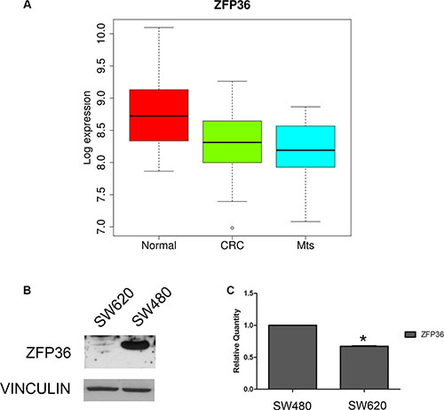 Analysis of ZFP36 expression in CRC-related samples.
