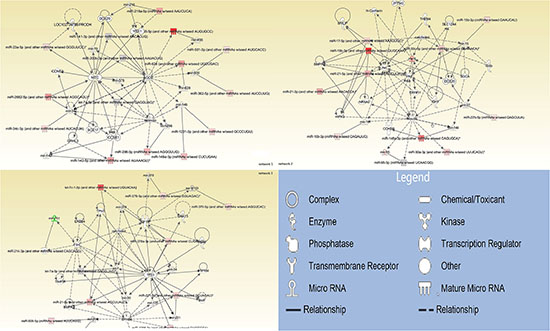 Interrelated networks of genes and miRNAs whose expression was different between del19 and L858R mutations.