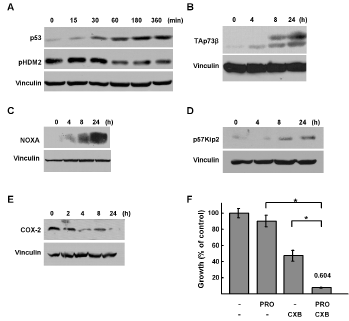 Regulation of p53 family signaling by propranolol.