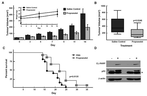 Propranolol inhibits neuroblastoma tumor growth