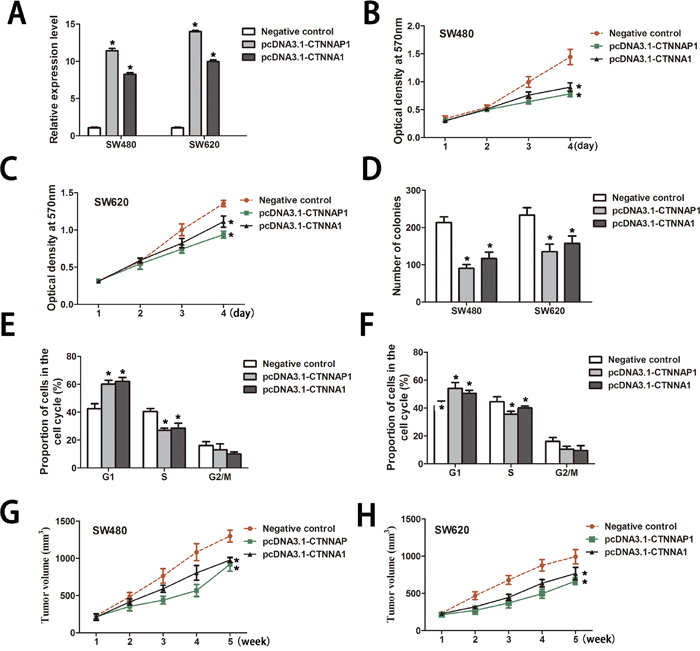CTNNAP1 and CTNNA1 exert tumor suppressive effects on CRC cells in vitro and in vivo.