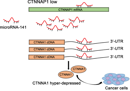 Schematic overview of pseudogene CTNNAP1 regulatory network in CRC pathogenesis.