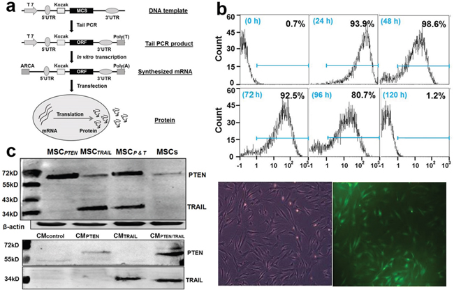 mRNA synthesis and in vitro expression in MSCs.